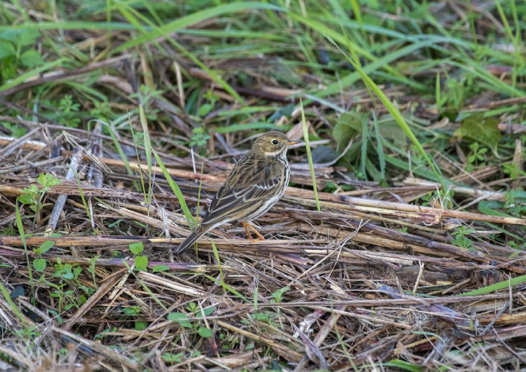 Pispola (Anthus pratensis)